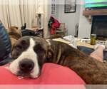 Small #1 Staffordshire Bull Terrier Mix