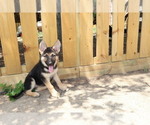 Puppy Bella German Shepherd Dog