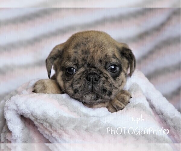 Medium Photo #4 Jug-Pug Mix Puppy For Sale in LIBERTY, KY, USA