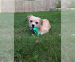 Small Photo #2 Border Terrier-Unknown Mix Puppy For Sale in St. Louis Park, MN, USA
