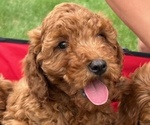 Small #1 Goldendoodle (Miniature)
