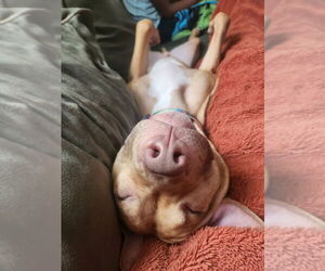 AC - Whiskey aka Snuggles - Male American Pit Bull Terrier-Unknown Mix Dog for Adoption - Photo #7