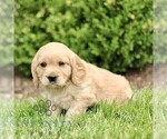 Small Photo #3 Golden Retriever Puppy For Sale in STRASBURG, PA, USA