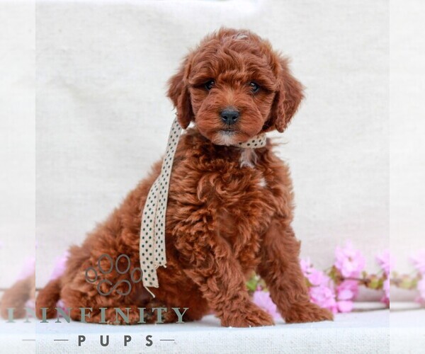 Medium Photo #1 Irish Doodle (Miniature) Puppy For Sale in NEWMANSTOWN, PA, USA