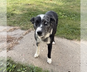 Mother of the Border-Aussie puppies born on 08/03/2025