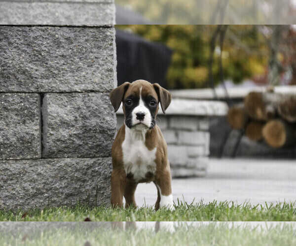 Medium Photo #2 Boxer Puppy For Sale in SHIPSHEWANA, IN, USA