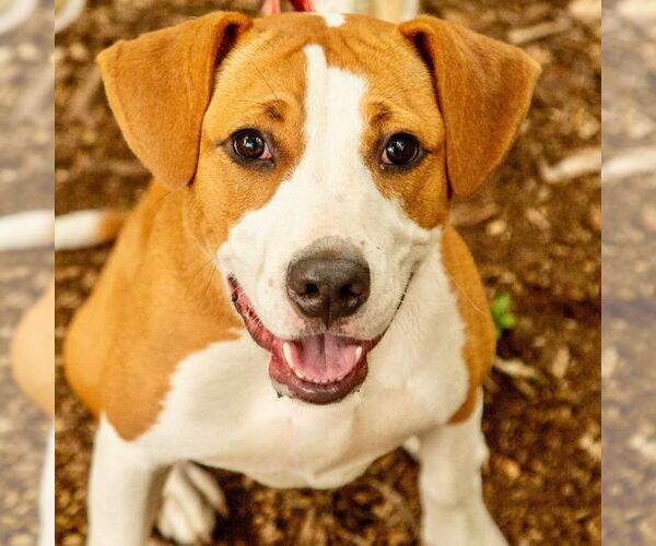 Medium Photo #16 Mutt Puppy For Sale in Canton, CT, USA