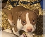 Puppy Rosie American Pit Bull Terrier