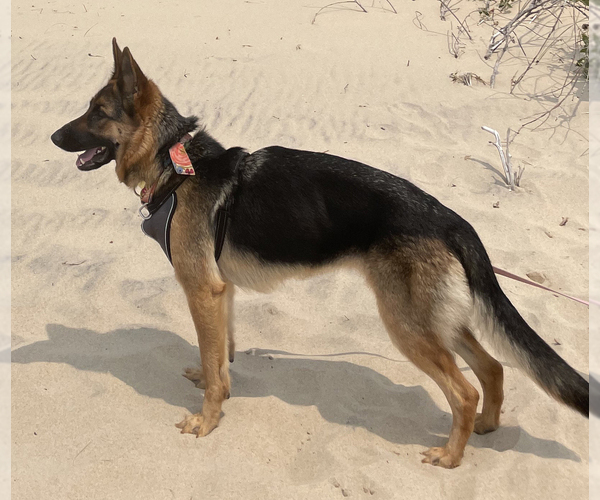 Medium Photo #1 German Shepherd Dog-Siberian Husky Mix Puppy For Sale in LANSING, MI, USA
