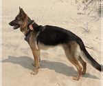 Small Photo #1 German Shepherd Dog-Siberian Husky Mix Puppy For Sale in LANSING, MI, USA