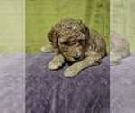 Puppy 3 Doodle-Goldendoodle Mix