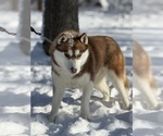 Small Photo #1 Siberian Husky Puppy For Sale in STAPLES, MN, USA