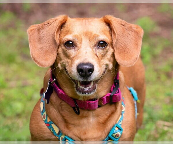 Medium Photo #1 Dachshund-Unknown Mix Puppy For Sale in Ellijay, GA, USA