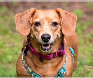 Dachshund-Unknown Mix Dogs for adoption in Ellijay, GA, USA