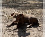 Small Photo #22 Labrador Retriever-Staffordshire Bull Terrier Mix Puppy For Sale in McKinney, TX, USA