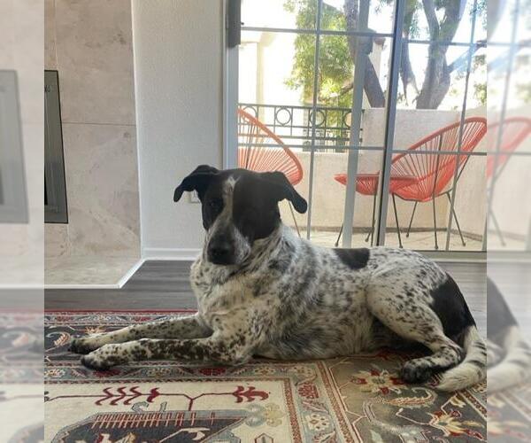 Medium Photo #5 Dalmatian-Unknown Mix Puppy For Sale in San Diego, CA, USA