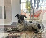 Small #4 Dalmatian Mix