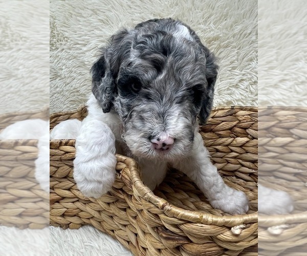 Medium Photo #13 Double Doodle Puppy For Sale in PIERSON, FL, USA