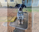 Jackson - Male Mutt Dog for Adoption - Small photo