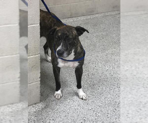 Medium Photo #1 Mutt Puppy For Sale in Conroe, TX, USA