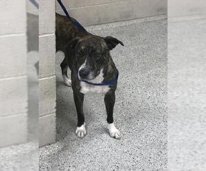 Mutt Dog for Adoption in Conroe, Texas USA