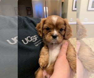 Cavalier King Charles Spaniel Puppy for sale in ROSEVILLE, CA, USA