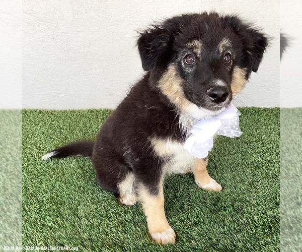 Medium Photo #3 Australian Shepherd-Unknown Mix Puppy For Sale in San Diego, CA, USA