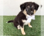 Small #2 Australian Shepherd Mix