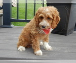 Small #1 Cockapoo