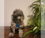 Small #3 Poodle (Miniature)