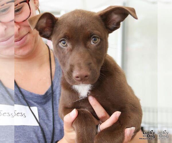 Medium Photo #2 Labrador Retriever-Unknown Mix Puppy For Sale in Washington, DC, USA