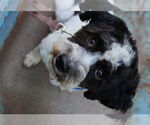 Small #3 Shih-Poo