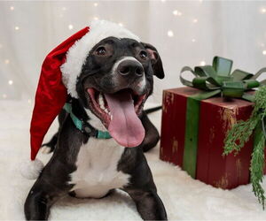 Prince - Male Labrador Retriever-Unknown Mix Dog for Adoption - Photo #6