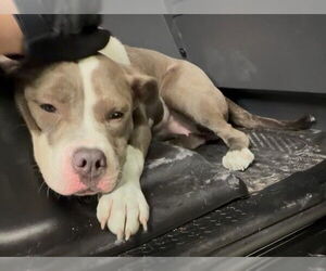 Mutt Dogs for adoption in Oklahoma City, OK, USA