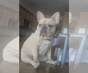 Father of the French Bulldog puppies born on 01/17/2026