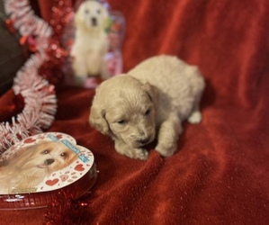 Goldendoodle Puppy for sale in ARKOMA, OK, USA