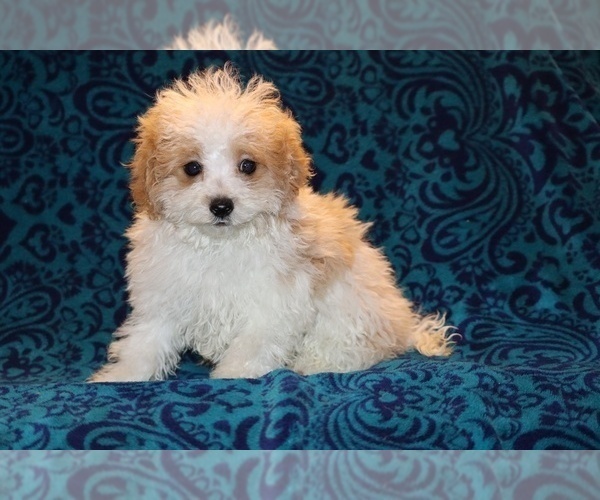 Medium Photo #1 Goldendoodle (Miniature) Puppy For Sale in DYERSBURG, TN, USA