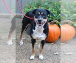 Small Rottweiler Mix