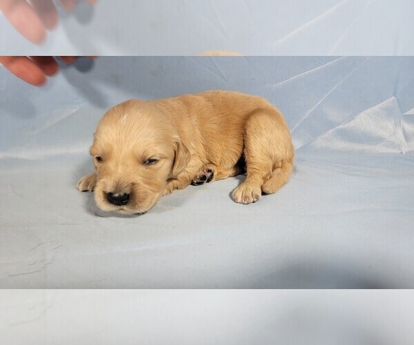 Medium Photo #5 Golden Retriever Puppy For Sale in FALCON, CO, USA