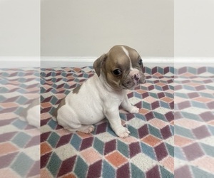 French Bulldog Puppy for sale in CHARLESTON, SC, USA