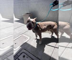 Boston Terrier-Unknown Mix Dogs for adoption in Norco, CA, USA