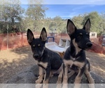 Small Photo #3 German Shepherd Dog-Siberian Husky Mix Puppy For Sale in SONORA, CA, USA