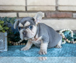 Small Photo #21 French Bulldog Puppy For Sale in SUGARCREEK, OH, USA