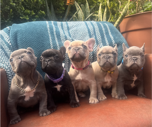 French Bulldog Puppy for sale in SALINAS, CA, USA