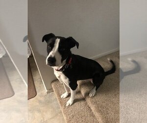 Labrador Retriever-Unknown Mix Dogs for adoption in San Angelo, TX, USA