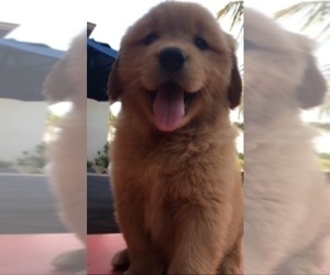 Golden Retriever Puppy for sale in SANTA ANA, CA, USA