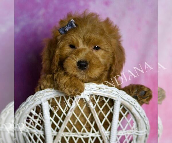 Medium Photo #3 Goldendoodle (Miniature) Puppy For Sale in WARSAW, IN, USA