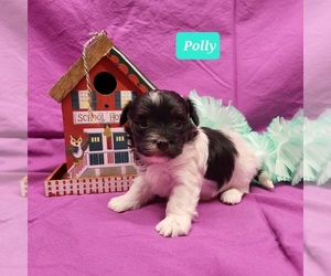 Maltipoo Puppy for sale in CHADWICK, MO, USA