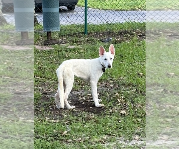 Medium Photo #1 German Shepherd Dog Puppy For Sale in CLEARWATER, FL, USA