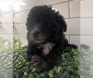 Poovanese Puppy for sale in JASPER, GA, USA